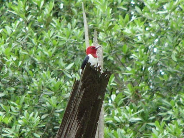 Red-headed woodpeckers often sit high on a snag and proclaim their territory with calls and drumming.