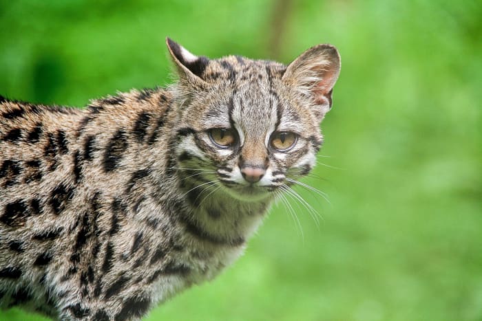 The Margay: A Beautiful Wild Cat Of Central & South America - Owlcation