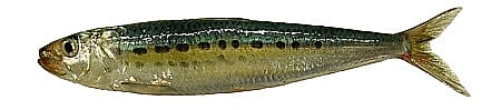 Pacific Sardine