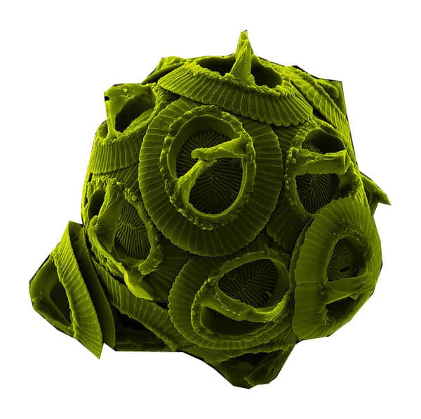 A single-celled alga viewed through a very powerful electron microscope. This one is a sea dweller, but many similar kinds live in freshwater ponds and lakes.