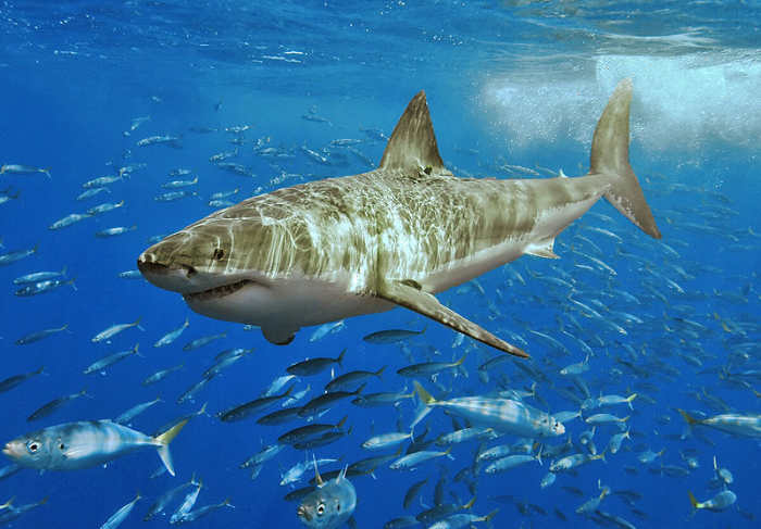 The biggest of the Mackerel Sharks: the Great White. At six meters long, it is two or three times as long as the average canoe!