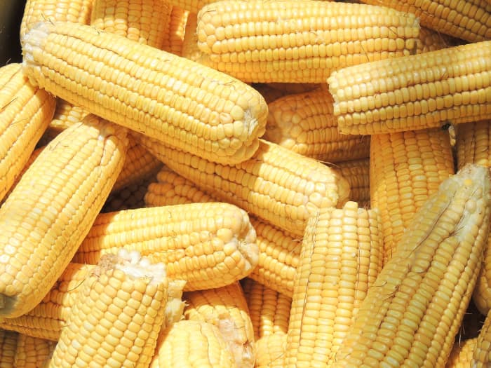 Corn, or maize, is a nutritious grain. It's also a source of cornstarch, which is helpful for both cooks and oobleck makers.