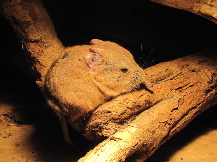 This is a round-eared elephant shrew (Macroscelides proboscideus). Its proboscis is shorter than that of the giant elephant shrews but still noticeable.