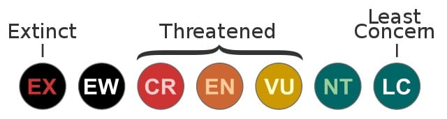 The Red List categories are important with respect to sengis. As we move from right to left in the categories shown above, the population status of a species becomes more troubling.