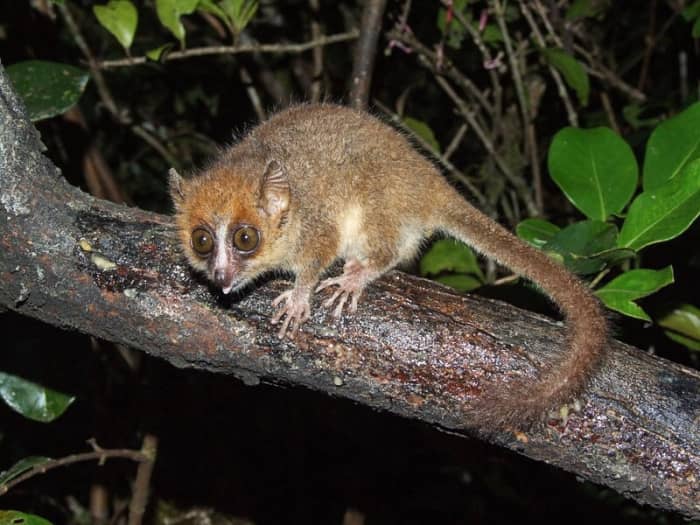 The pygmy mouse lemur, or Microcebus myoxinus
