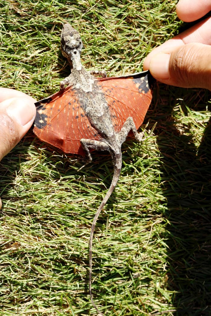 The wings or patagia of Draco sumatranus
