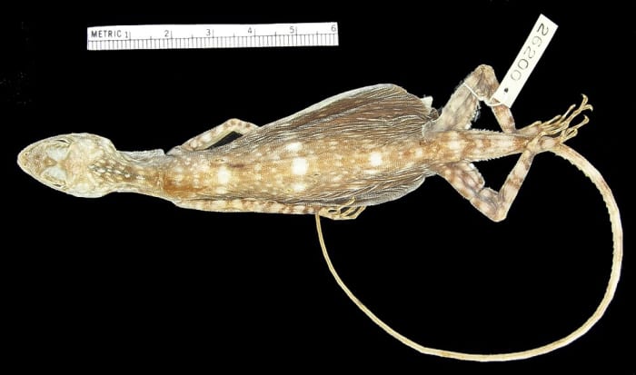 A preserved Mindanao flying dragon