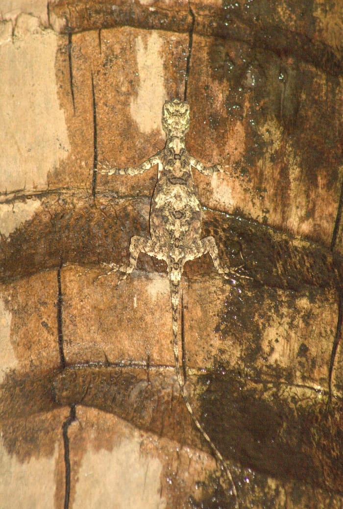 Draco dussumieri or the southern flying lizard