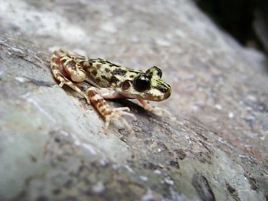 The Mallorcan midwife toad (Alytes muletensis)