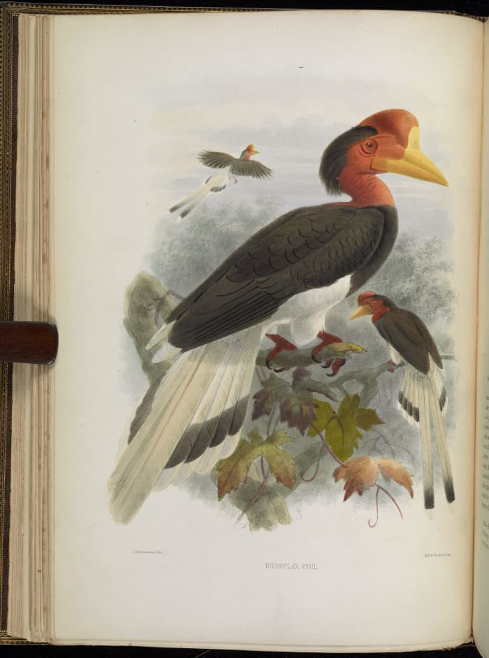 An illustration of a male helmeted hornbill