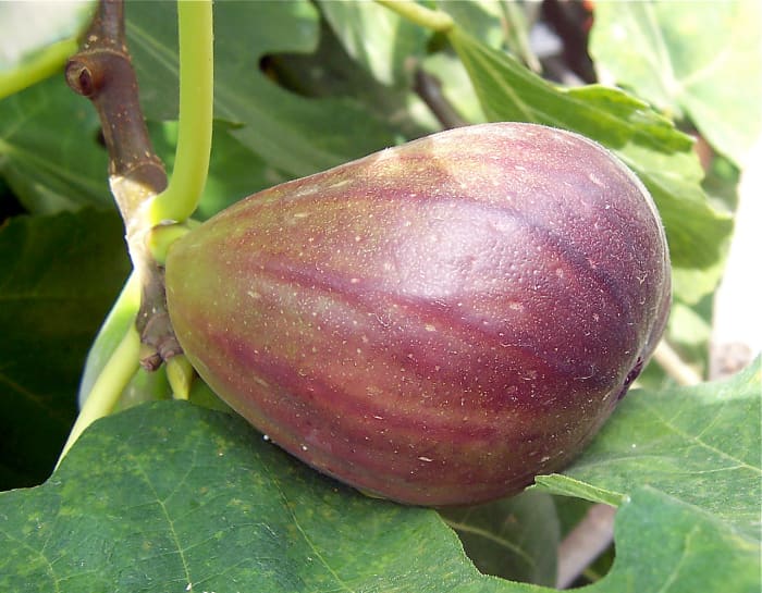 Figs are a favourite food of helmeted hornbills.