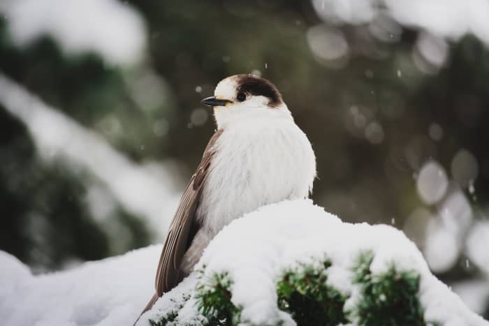The only bird's that fly south for the winter are those whose food supply disappears in the winter months.