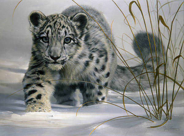 Adorable snow leopard cub walking on the snow: young snow leopard cubs live with their mothers for up to two years, after which they leave for independent and solitary lives.