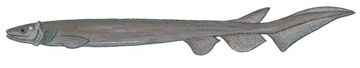 A drawing of a frilled shark; the shark has only one dorsal fin and has a different body shape from other sharks