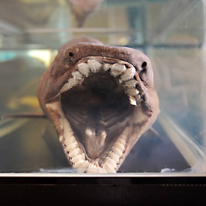 Frilled Shark Facts: A Strange and Fascinating Deep-Sea Fish - Owlcation