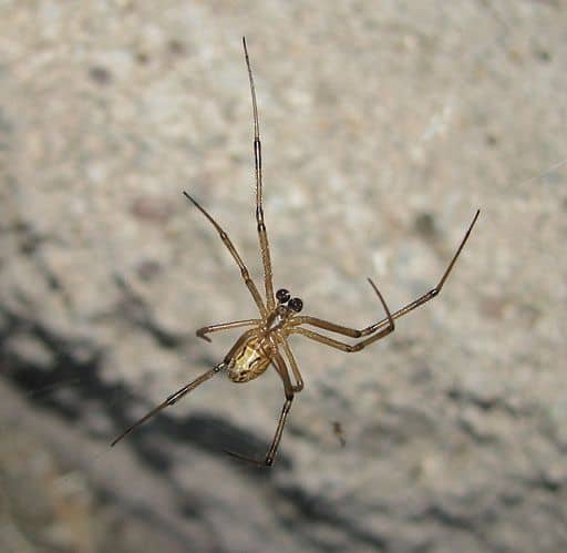 Being a male black widow is a tough job.