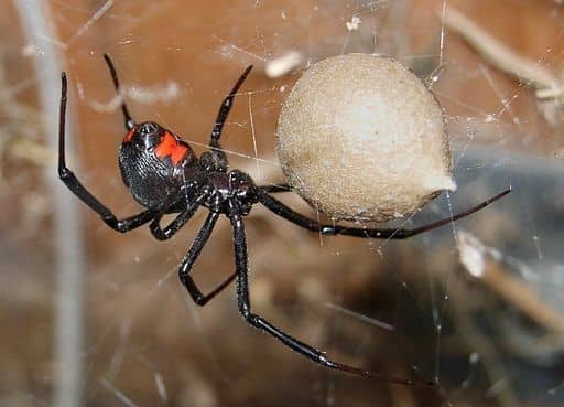 Black Widow Spider Identification And Control Owlcation