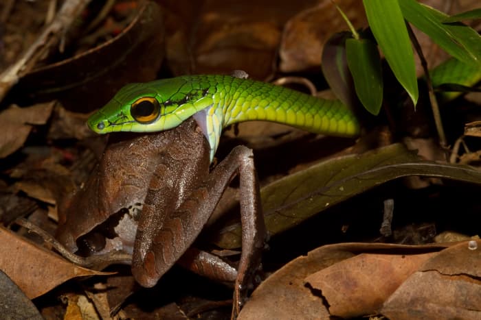 One of the quintessential images of 'eating': A Parrot snake (Leptophis ahaetulla) eating (in this case a frog)