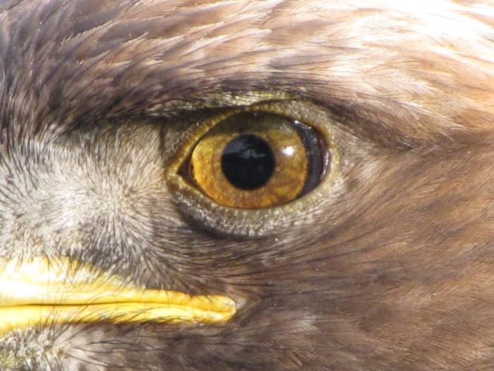 Touted as the ultimate in senses - the Eagle Eye. But senses are not just limited to sight - there are many weird and wonderful senses in the living world