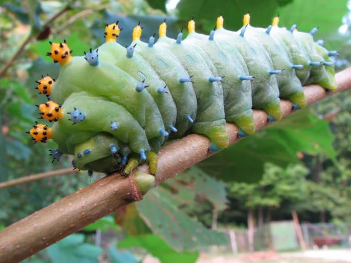The cecropia moth caterpillar, one of the largest and most impressive species in North America, is completely harmless and does not sting.