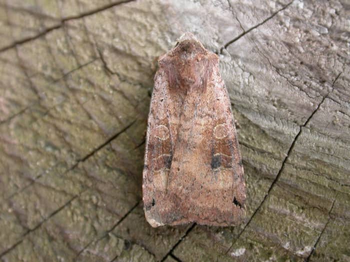 Xestia baja, a typical cutworm moth.