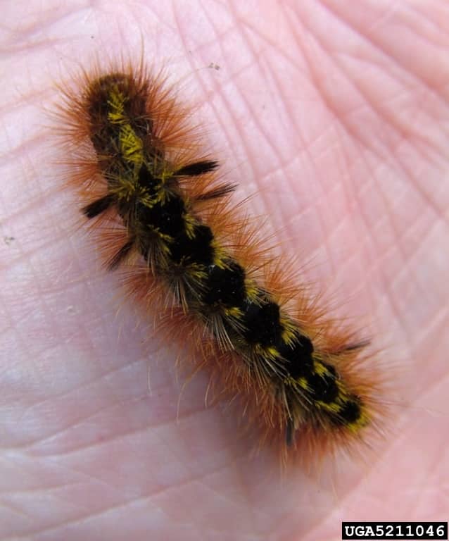 The silver-spotted tiger moth caterpillar has irritating spines.
