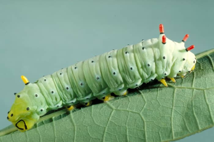 The beautiful Promethea Giant Silk Moth caterpillar