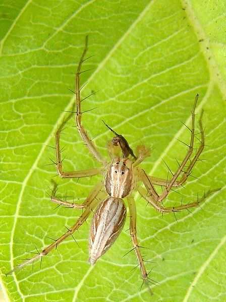 Lynx Spider