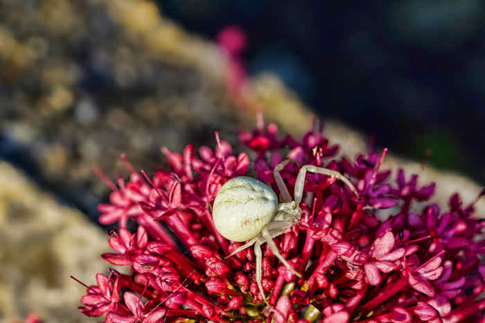 Crab Spider