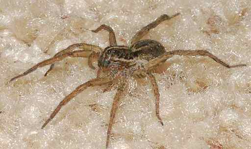 Wolf Spider