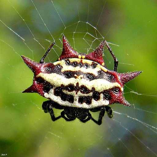 Orb-Weaver