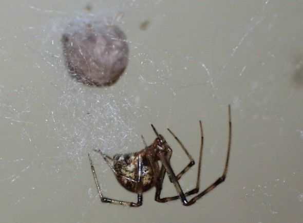 Common House Spider