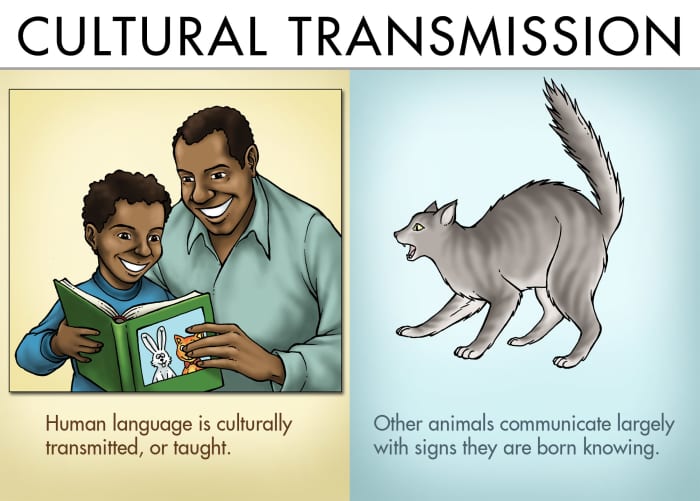 human language vs animal communication essay