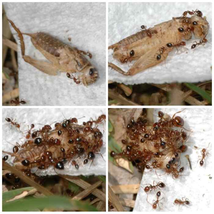 4 Fun Insect Science Projects for Kids Owlcation