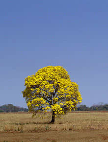This Tabeluia tree stands out in a cow pasture. How did it get there? Someone must have planted one of Dr. Menninger's seeds there.