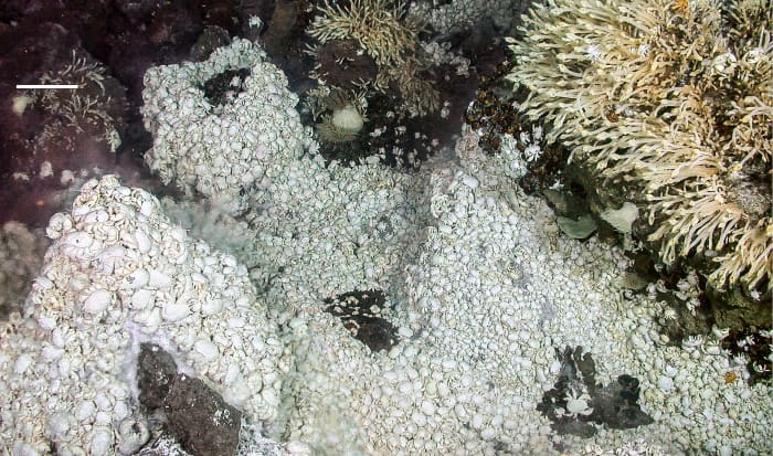 A dense mass of Kiwa tyleri around a hydrothermal vent in the Antarctic