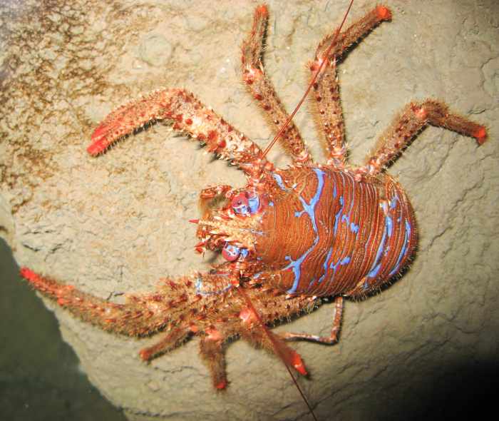 Facts About Yeti Crabs, Hydrothermal Vents, and Cold Seeps Owlcation