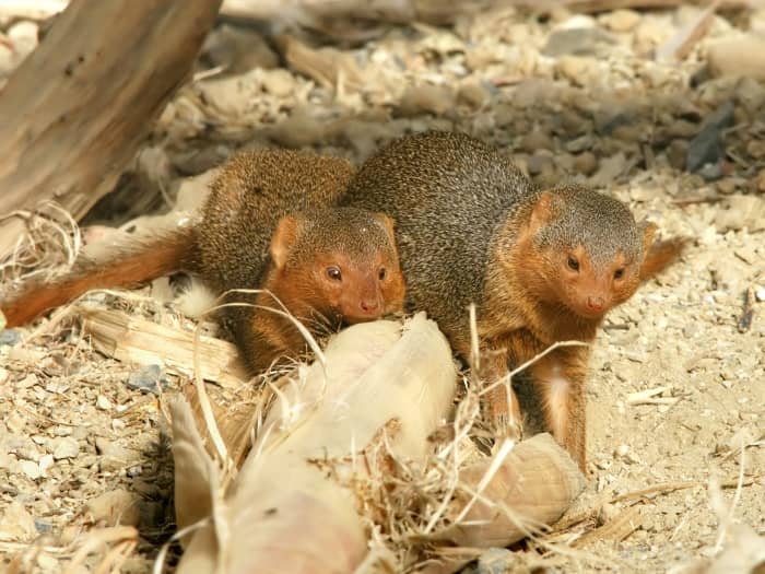 Captive dwarf mongooses in Belgium