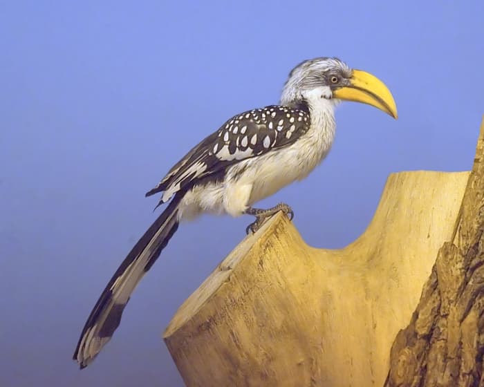 The eastern yellow-billed hornbill (or the northern yellow-billed hornbill) has formed a mutualistic relationship with dwarf mongooses. This bird was photographed in a zoo.