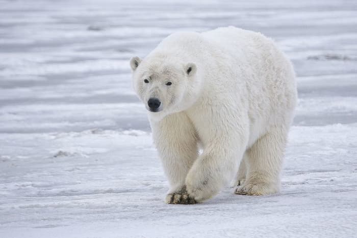 Polar Bears are the only animals that routinely hunt humans, due to the fact that we are relative newcomers to its Arctic domain.