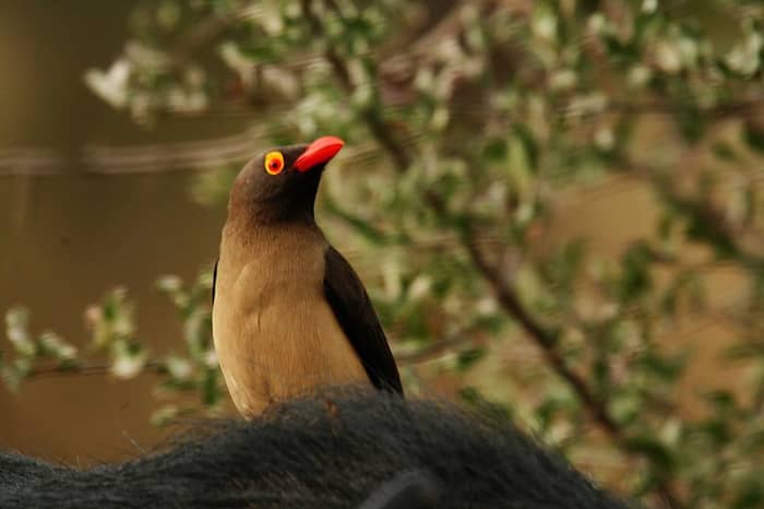 The call of the red billed oxpecker could alert you to the presence of a hippo and thus save your life.
