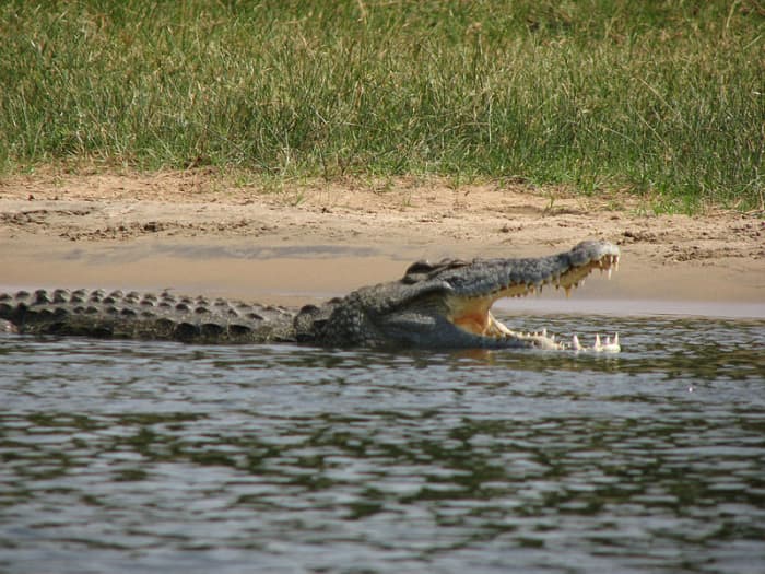Nile crocodiles can go without food for up to nine months, usually doing most of their feeding during the annual wildebeest migration.