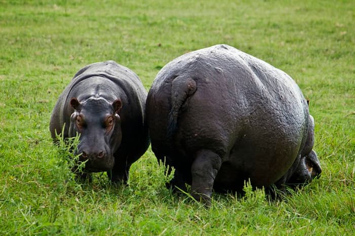 Never get between a Hippo and the water, because otherwise you'll be in big trouble.