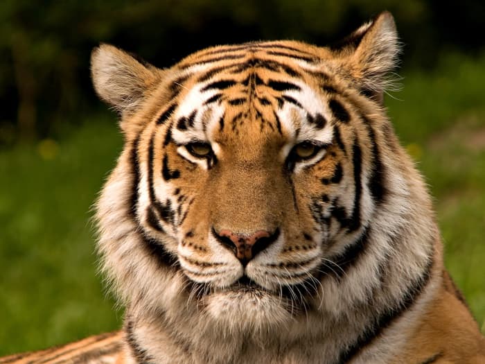 A Siberian Tiger is a critically endangered animal, which means that they are in danger of becoming extinct in the immediate future.