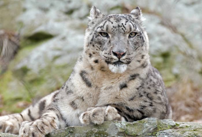 Snow leopards are very beautiful animals. Unfortunately, their beauty has caused poachers to hunt them.