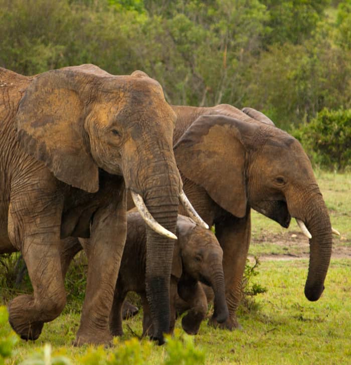 Elephants are very protective of their young. This is one thing that helps them survive despite their decreasing numbers.