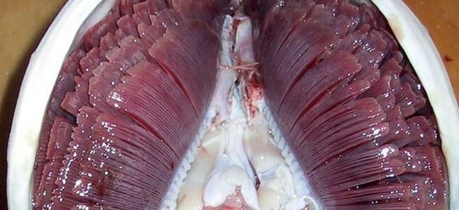 The blood vessel rich gills of a tuna. Gills operate a countercurrent blood flow system to maximise diffusion.