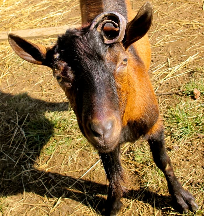 Raising Goats: How To Choose A Breed - Dengarden