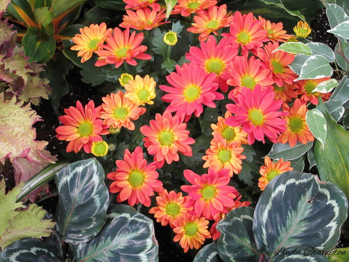 Beautiful and flawless flowers are lovely to see, but the use of a pesticide to keep them that way needs to be considered very carefully.
