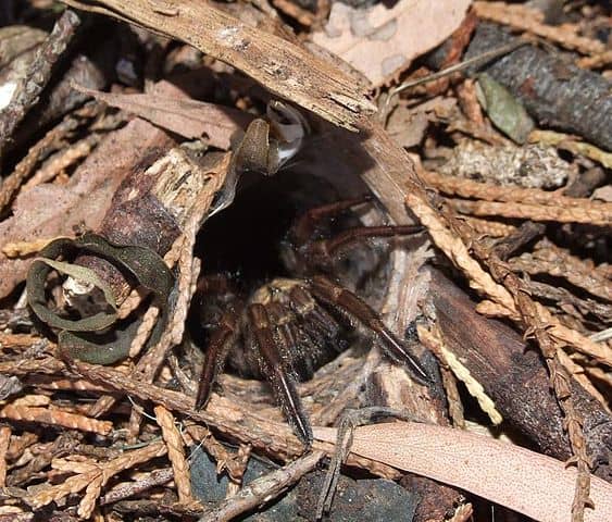 This trapdoor spider awaits its prey. When it senses vibration, it opens the "trapdoor" and lurches for the prey.